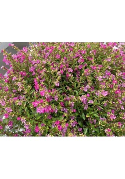 Pembe Kufeya Çiçeği1 Adet Saksılı/ Tüplü 35-55cm İç/ Dış Mekan Bitksi