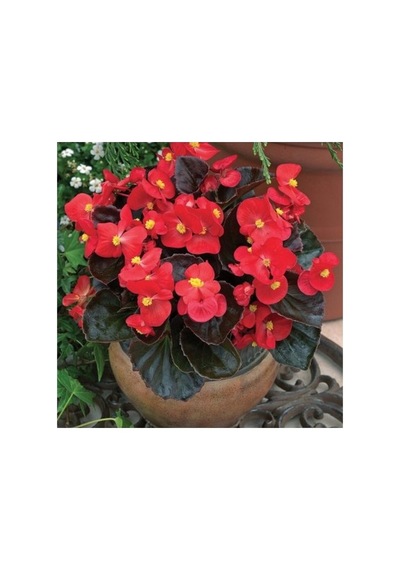 Begonya Begonia Fidanı Fidesi Kırmızı 10-20 Cm