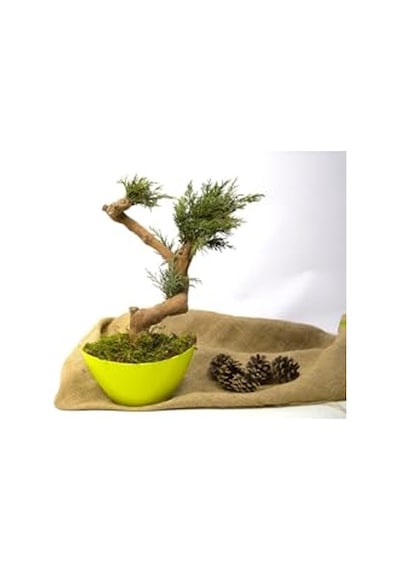 Yapay Bonsai Ağacı, 35 Cm, Saksıda, Yeşil, Dekoratif İç Mekan Bitkisi