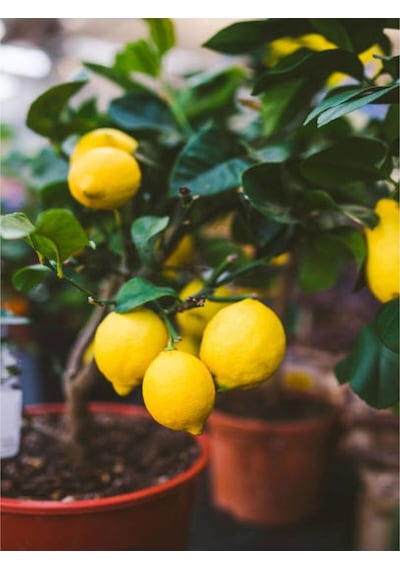 Videolu Bol Sulu Limon Fidanı 80 100 Cm 1 Adet Tüplü Interdonato Lemon