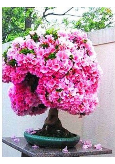 Ithal Bodur Erguvan Bonsai Ağacı Tohumu Ekim Seti