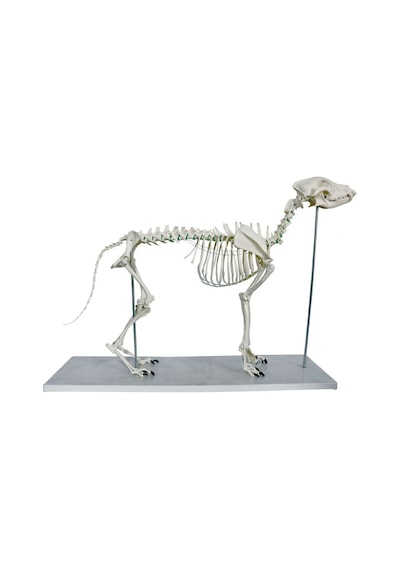Köpek Iskelet Modeli N11.26821