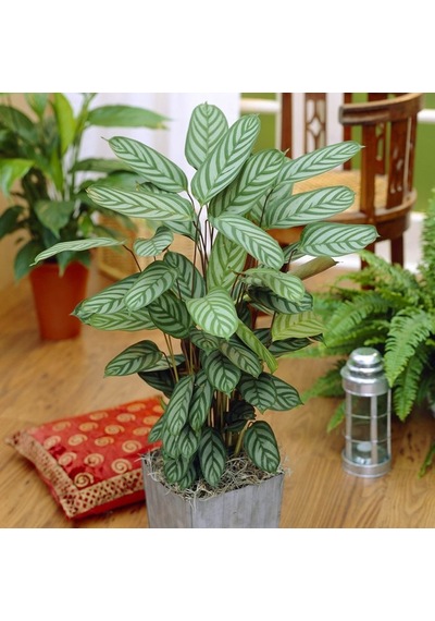 Calathea Ctenanthe Setosa (Dua Çiçeği) 20-40 cm