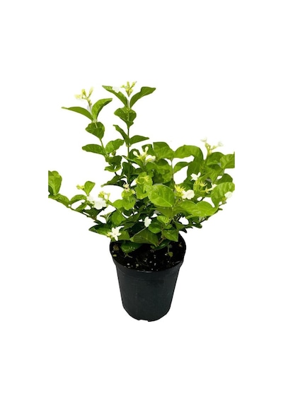 Videolu Ful Yasemin Fidanı Kokulu 40-60 Cm 1 Adet Dış Mekan Jasminum Sambac Maid Of Orleans