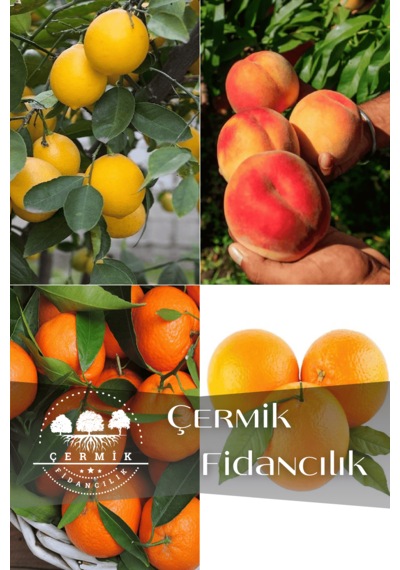 4 Çeşit Karışık Meyve Fidanı Limon , Şeftali ,mandalina, Portakal