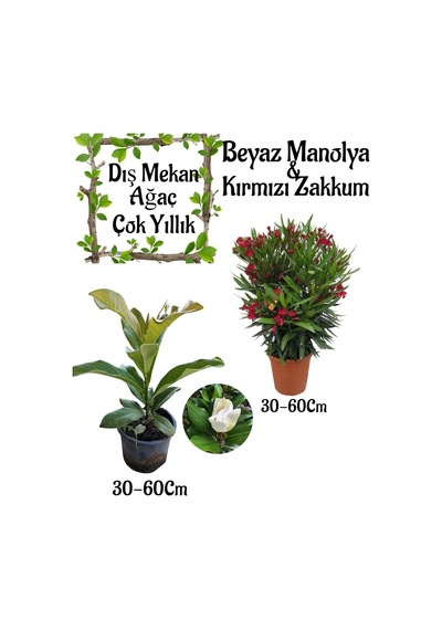 Manolya Ağacı 1 Adet Saksılı+kırmızı Zakkum1 Adet Saksılı Bahçe Seti Nerium Oleander