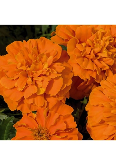 Kadife Çiçeği Tohumu Tagetes Patula