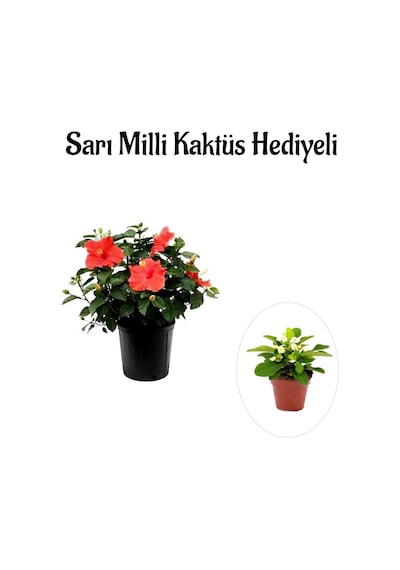 Kadınlar Gününe Özel Çiçekli Çilli Begonya Çiçeği Sarı Milli Kaktüs Hediyeli
