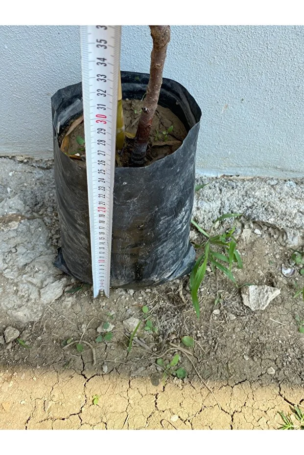 Şekerpare Kayısı Fidanı - 2 Yaş Tüplü, Canlı, Sağlıklı 140 Cm