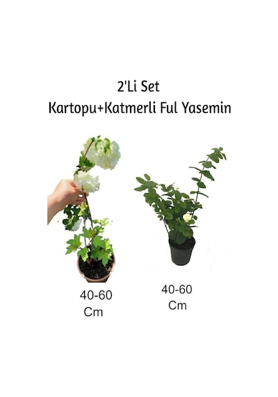 Kartopu+ Katmerli Ful Yasemin Çiçeği2'li Set Dış Mekan Bitkisi