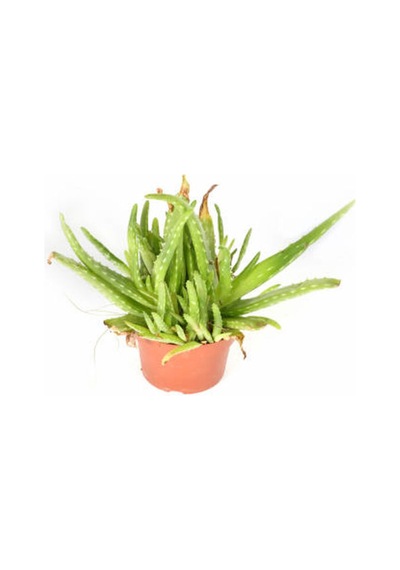 Videolu Aloe Vera Biktisi 1 Adet Saksılı/ Tüplü 15-30cm Iç Mekan Salon Bitkisi