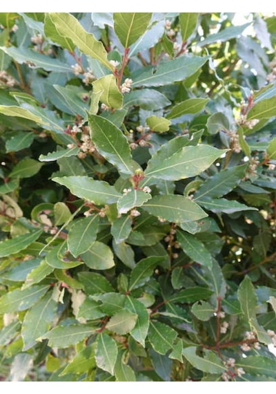 Videolu Mis Kokulu 1 Adet Defne Ağacı Fidanı 20-30cm Tüplü\saksılı Laurel Tree Sapling