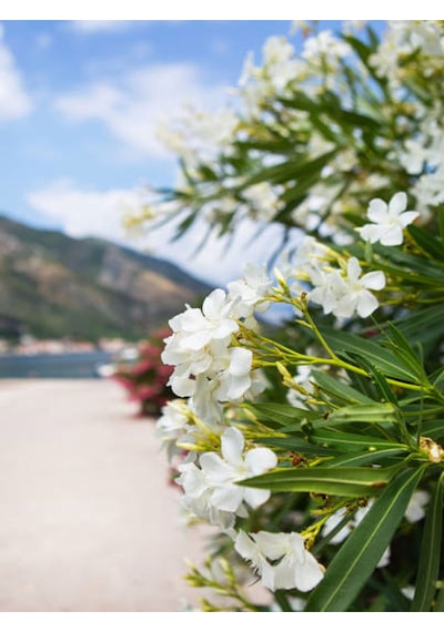 Videolu Beyaz Ve Pembe Renkli 3 Adet Uzun Boylu Zakkum Fidanı Tüplü 40-85cm Oleander Sapling