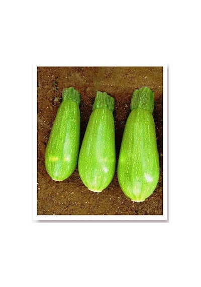 AGRodal Tarım Ata Tohumu Yerli Topak Dolma Kabak 20 Adet Tohum