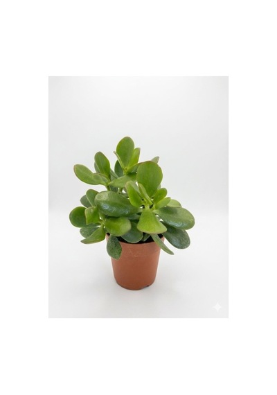 Para Bereket Çiçeği Yeşim Bitkisi Crassula Ovata 10-20 Cm