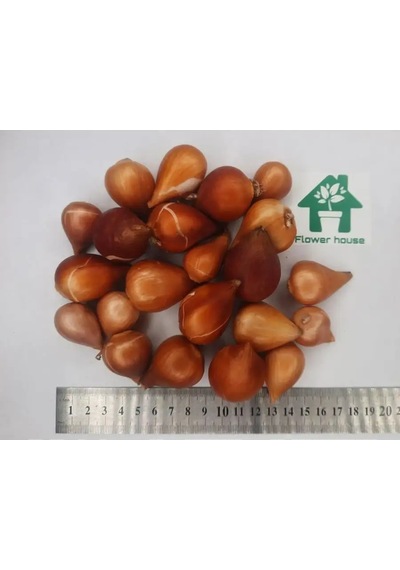 Flower House Mıx 10 Adet Lale Soğanı 162970124
