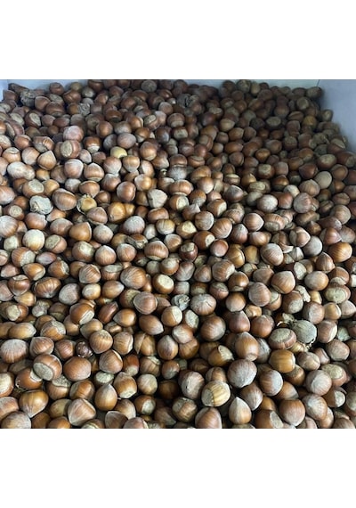 Baloğlu Kabuklu Fındık 1 KG