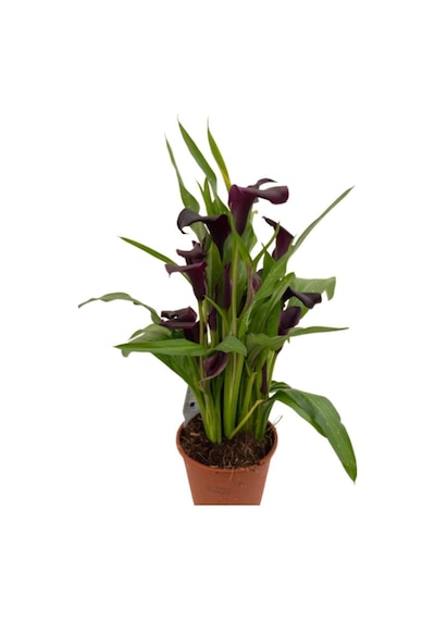 Gala Gelin Çiçeği Bordo 15-25 Cm