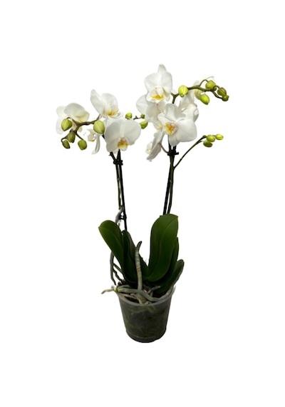 Phalaenopsis 'amabilis' Beyaz Orkide Ø12 Cm 45-50 Cm