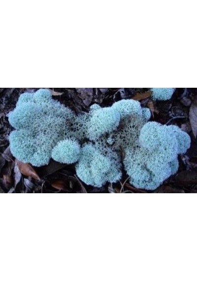 Reindeer Moss Aquamarine Şoklanmış Norveç Yosunu 30gr