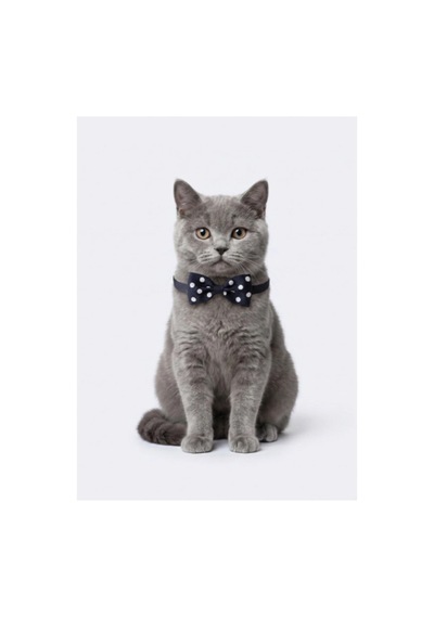 Kedi Papyon Tasma Lacivert