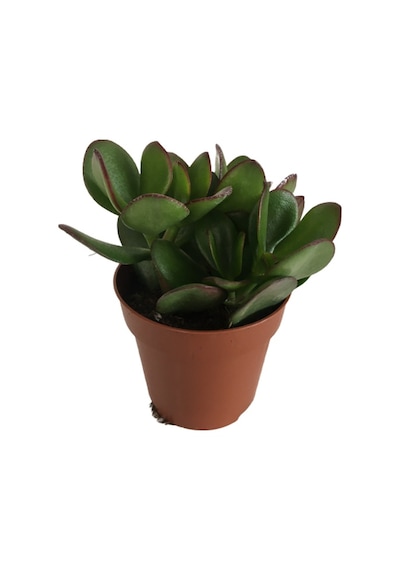Crassula Ovata - Para Bitkisi 8,5 Luk