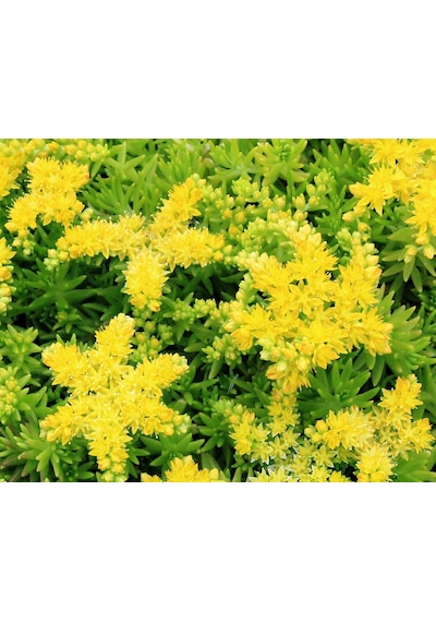 Sarı Sedum - Sedum Mexicanum 180 Adet