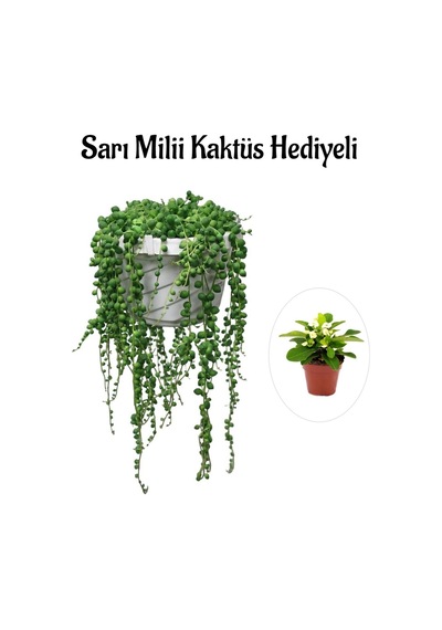 Kadınlar Gününe Özel Tespih Boncuk Bezelya Çiçeği Bitkisi Sarı Milli Hediyeli