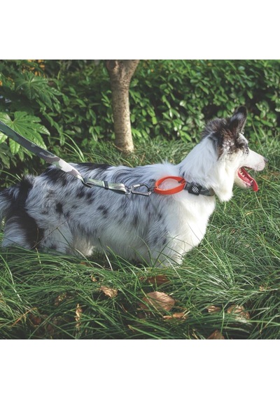 M-pets Wıld Jungle Collar M Genel