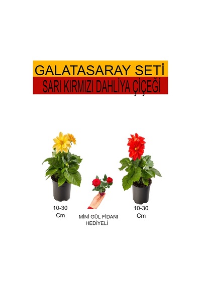 2'li Set Sarı- Kırmızı Dahliya Çiçeği+hediyelik Kırmızı Gül Fidanı