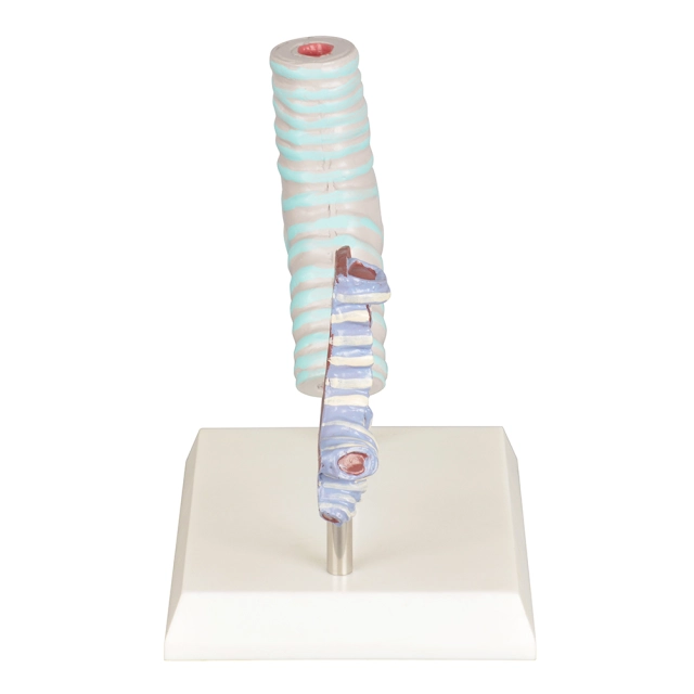 Sağlıklı Ve Sigara İçen Kişilerin Trakea Modeli - Trakea Maketi 01