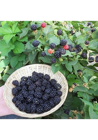 Verimli Aroması Yüksek Boysenberry Böğürtlen Fidanı