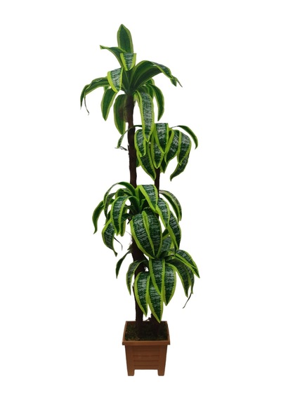 Yukka Dracaena 4 Gövdeli Palmiye Ağacı Kare Saksıda
