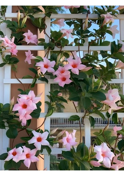 Pembe Çiçekli Mandevilla 30 60 Cm Sandavilla Bahçe Ve Balkon İçin Zarif Sarmaşık