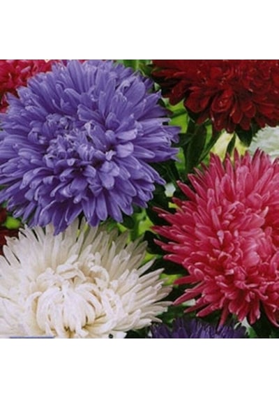 10 Adet Natural Chrysanthem Aster Mix Heirloom Tohumu