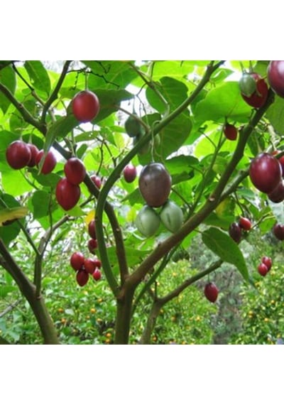 Tamarillo 70-100 Cm Tüplüdür
