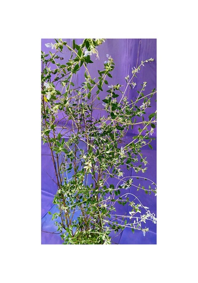 Zeytin Çalısı Süs Bitkisi