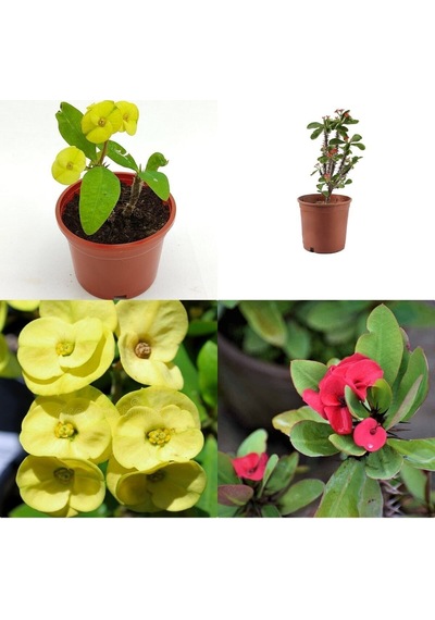 Videolu 2 Adet Dikenler Tacı Çiçeği Sarı/kırmızı 10-25 Cm Tüplü Çiçekli Bodur Bitki Euphorbia Milii