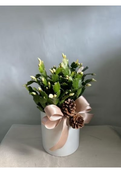 Videolu Beyaz Yılbaşı Çiçeği Fidanı 20-30 Cm Saksılı Çiçekli Bodur Bitkiler White Zygocactus
