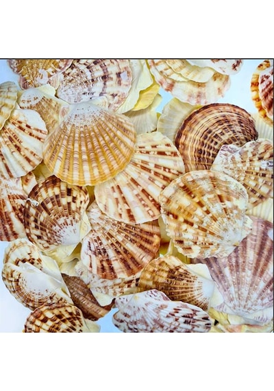 Pecten Mascarensis Kiloluk Deniz Kabuğu (1 Kg)