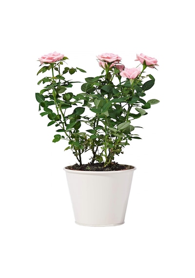 Yediveren Saksılı Pembe Gül 20-30 Cm 20 Adet