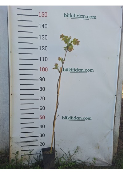 2 Yaş Pikan Ceviz Fidanı-120 Cm
