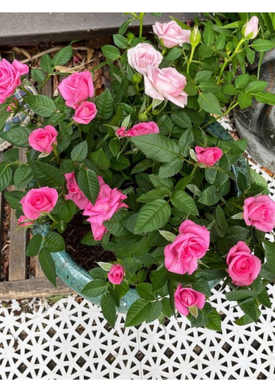 Videolu Canlı Yediveren Pembe Bodur Gül Fidanı 1 Adet Saksılı 30-60 Cm Bahçe Bitkisi Pink Rose