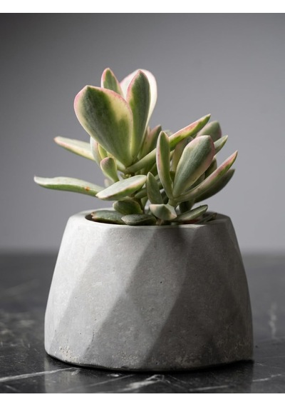 Tr Zevli Ateliera El Yapımı Beton Saksı + Canlı Sukulent & Kaktüs Koleksiyonu Gri Geo Saksılı Rainbow Jade Pa