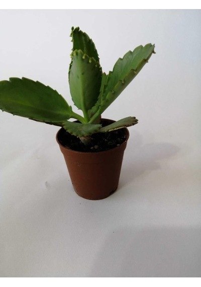 Aşkın Gözyaşı Çiçeği 10-20 Cm