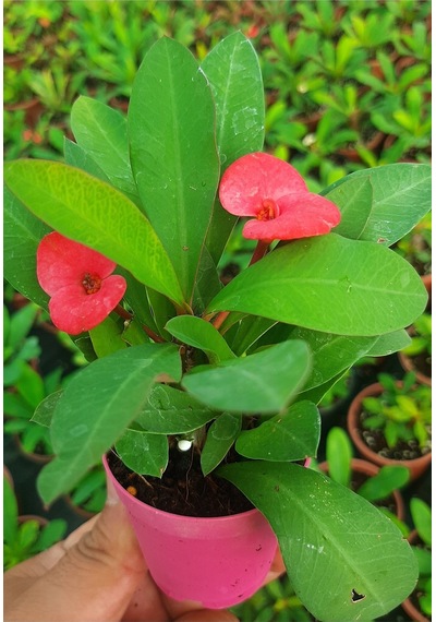 Videolu Milli Dikenler Tacı 10 40 Cm Saksılı Büyük Pembe Çiçeli Katüs Euphorbia