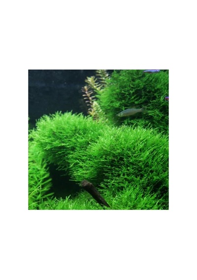 Tr Taiwan Moss Cup Canlı Bitki