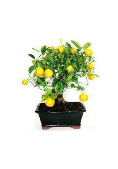 10 Adet Tohum Bodur Bonsai Limon Ağacı Tohumu Italyan Limon Seti Saksı Toprak Sürpriz Hediyeli..