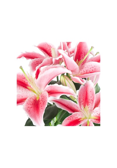 Lilium 'sunny Robyn' Lilyum Çiçeği
