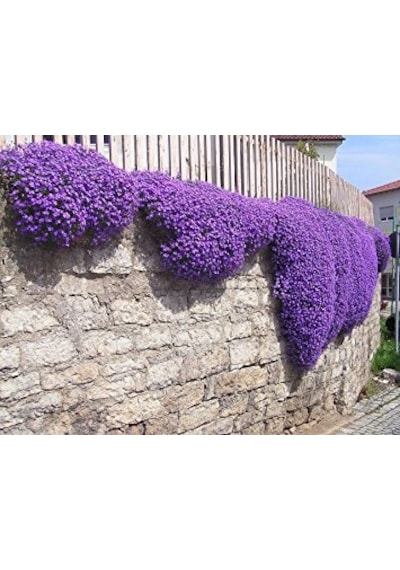 200+ Aubrieta Mor Çiçekli Yer Örtücü Tohumu N113737